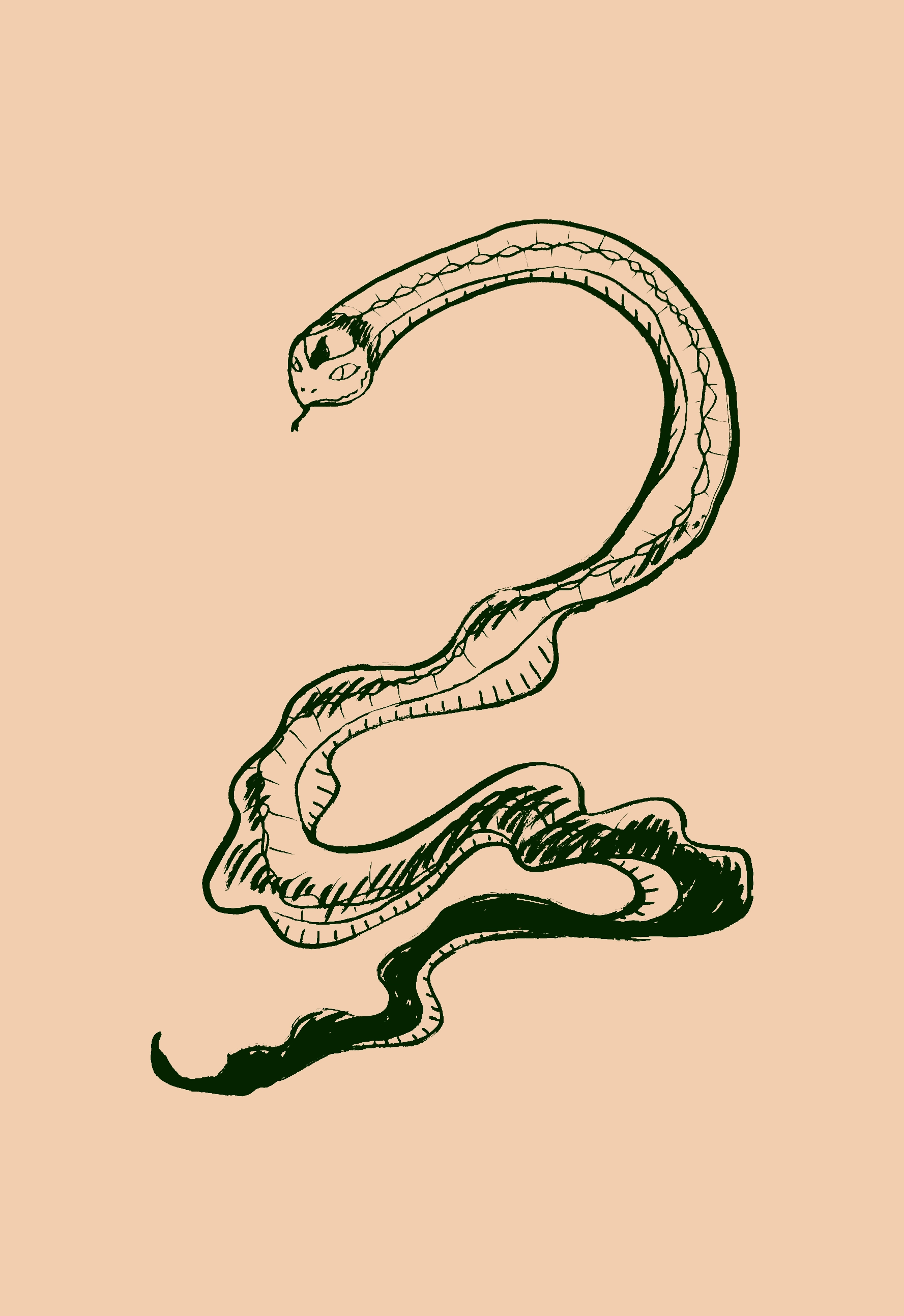 drawing of a long serpent with a body that gets wavier the further away from the head