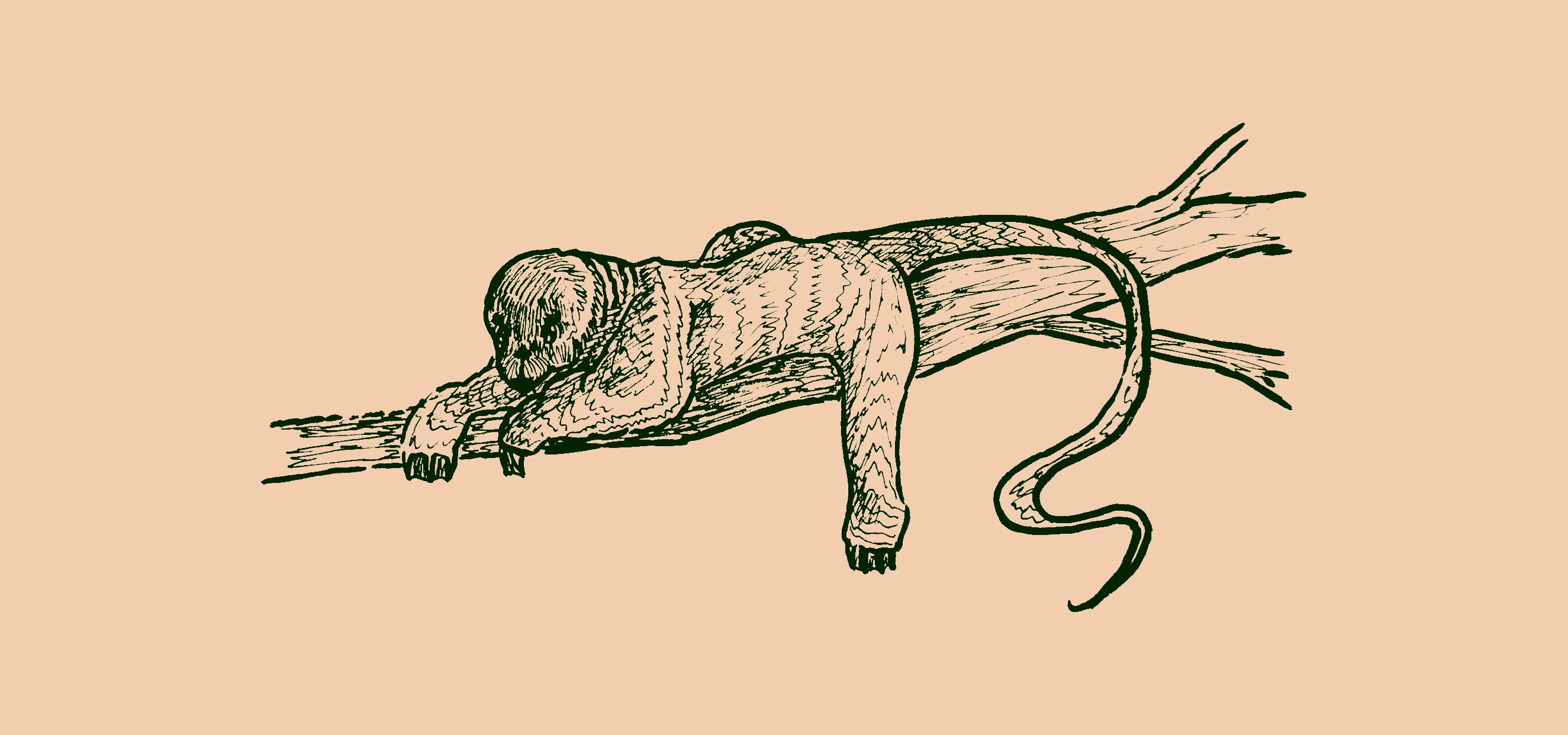 drawing of an otter-like creature with a long prehensile tail laying on a branch