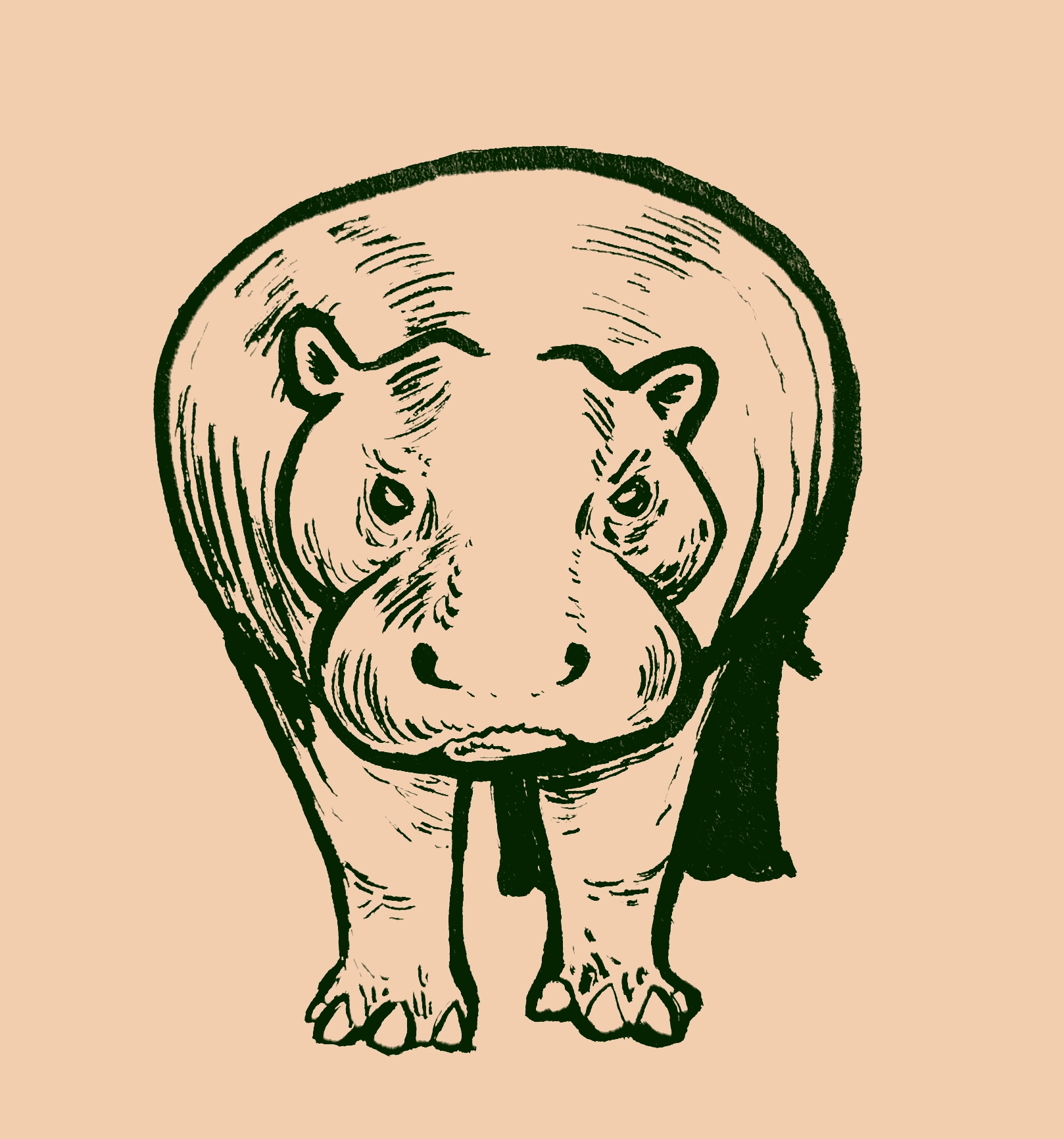 Drawing of a wide hippo looking at the viewer with an annoyed expression
