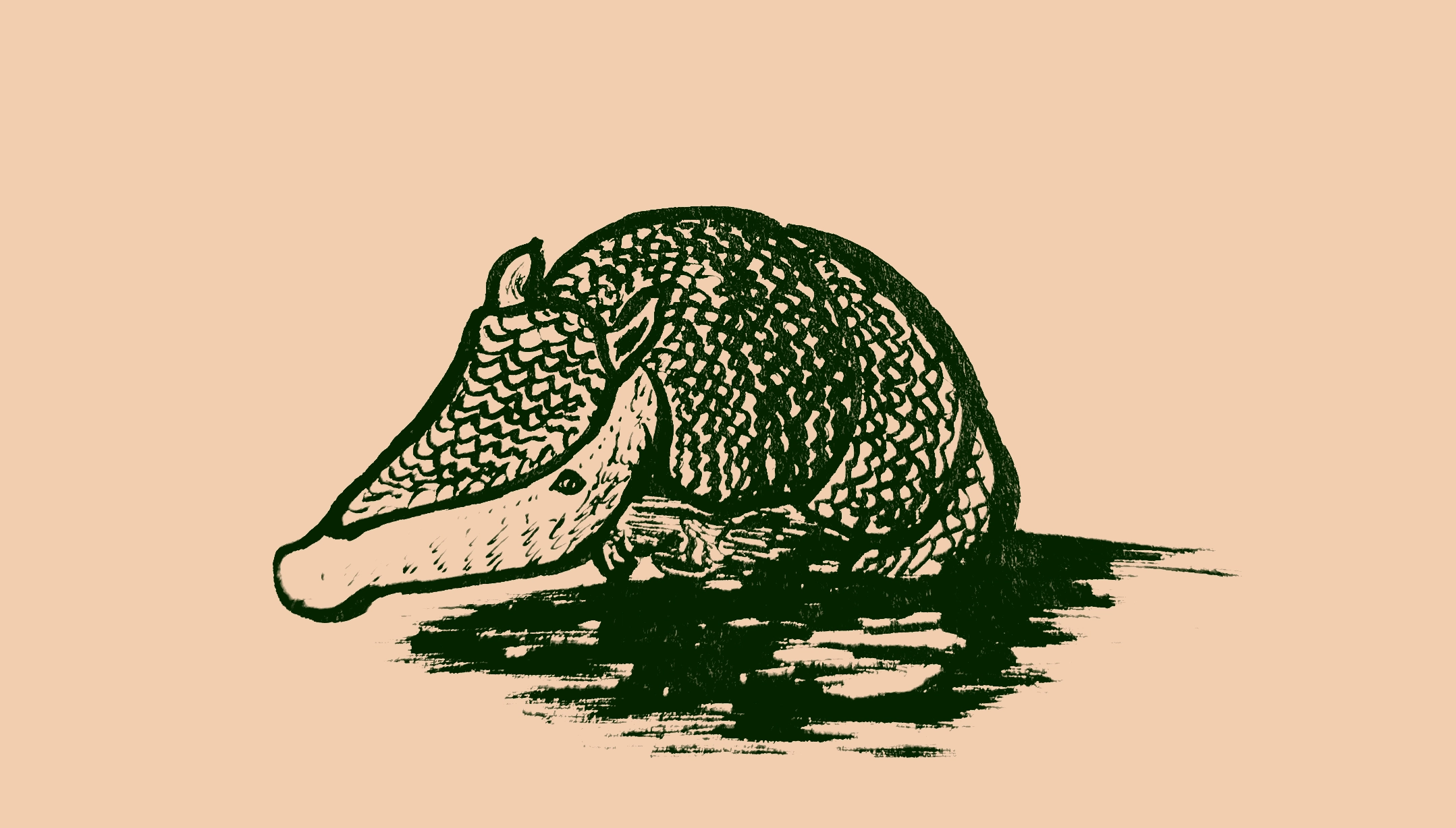 Drawing of a large armadillo burrowing halfway out of the ground